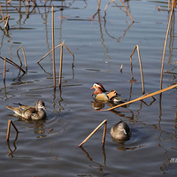 ��������Ұԧ��