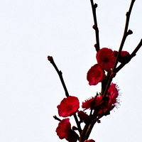 ��÷����÷��