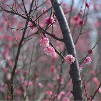 ����һ����