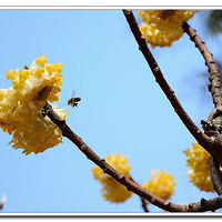   �� ������ʶ���㻨���� ��