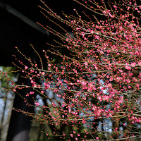 ��÷ ���Ϲ�԰