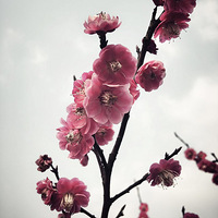 ŭ�ŵ�����