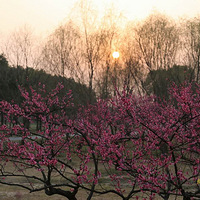  ����ֲ��԰��÷԰����������