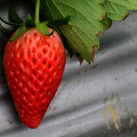 �����Ĳ�"�л���ݮ