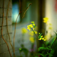 ��Ů���绨��