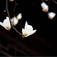 �������⡣