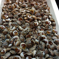 ѰѰ���١�С����ũ�Ҳ�������