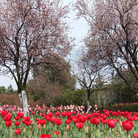 ��ȻǳЦ���̳�-����ӣ��