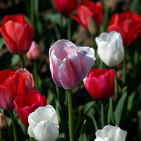 ��ɫ����