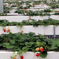 �л���ݮ���Ĳ�ݮ��ʵ����̫�ó���