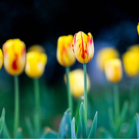 ������磬ֲ��԰�Ļ����ݲݶ�����һ���˵�