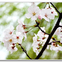    Ҳ�ļ��š�  ӣ��  �� 