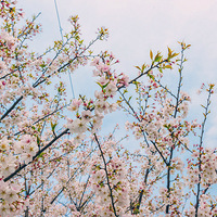 ������ӣ����ʢ��ʱ��