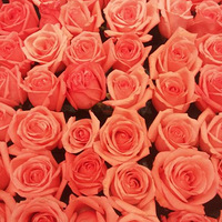 �����·��