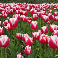 �����Ļ��������������