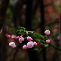 ���ĺ���