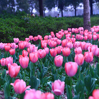 ֲ��԰������������