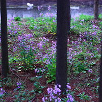 ��һƬ���˵Ķ�����