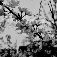 ÿ���� ÿ�仨  ���Ƕ�һ�޶���������