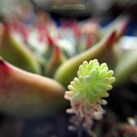 ΢�۶���Microsucculents[�ֻ���Ӱ]