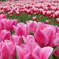 ����һ�������������㡣����