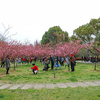 ������԰ӣ��ʢ��