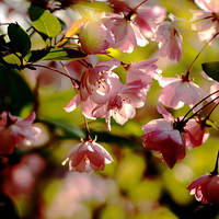 ���Ǵ�˿����