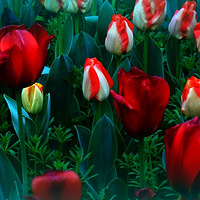 ��������