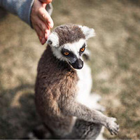 �Ϻ�Ұ������԰