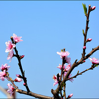 �����һ�ʢ���ĵط�