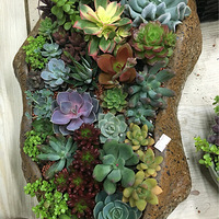 �ö�����