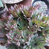 ��ů����--������ƪ��