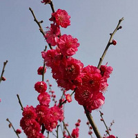 �羰����������ǣ�