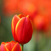 �ֵ������㻨��ʱ