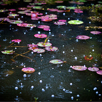      һ���������㿴�����������һƬ