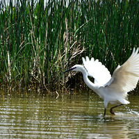 �ף��������Ĳˡ�̤���ɣ�