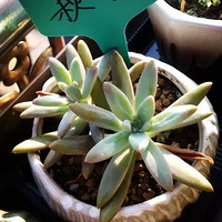 �����泤��2��