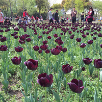 ��ĩ̤��ʥ�ء�������ֲ��԰���տ���Ұ��������һ��Ҳ������