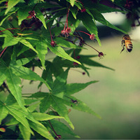 ��԰����