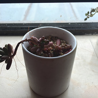 �����ȥ�ˣ�����ֻʣ����ʹ��ˡ�����