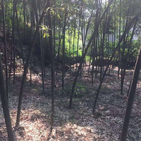 ����һ����ζ~��˿÷�ɲ�-