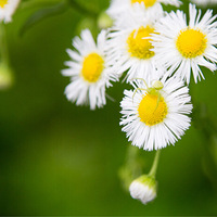 Ұ����������