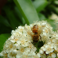 ����С����