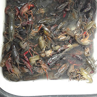 �������ԼҲˡ�----�Լ�С��Ϻ��