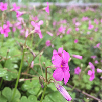 ·�ߵ�Ұ��Ҳ�д���