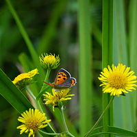 �Ϻ��ߵĴ�С�羰