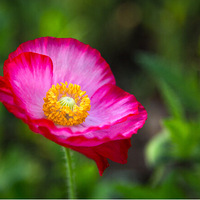 Ӻ�ݻ����С���£�ֲ��԰�ﶼ��Ŷ��