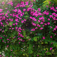 ��һ�ѵú��죬�ѵú�Ƭ���Կ䣩