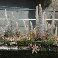 Ұ������ֲ��