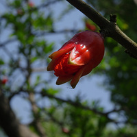 ����ʯ��